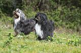 PETIT CHIEN LION 280